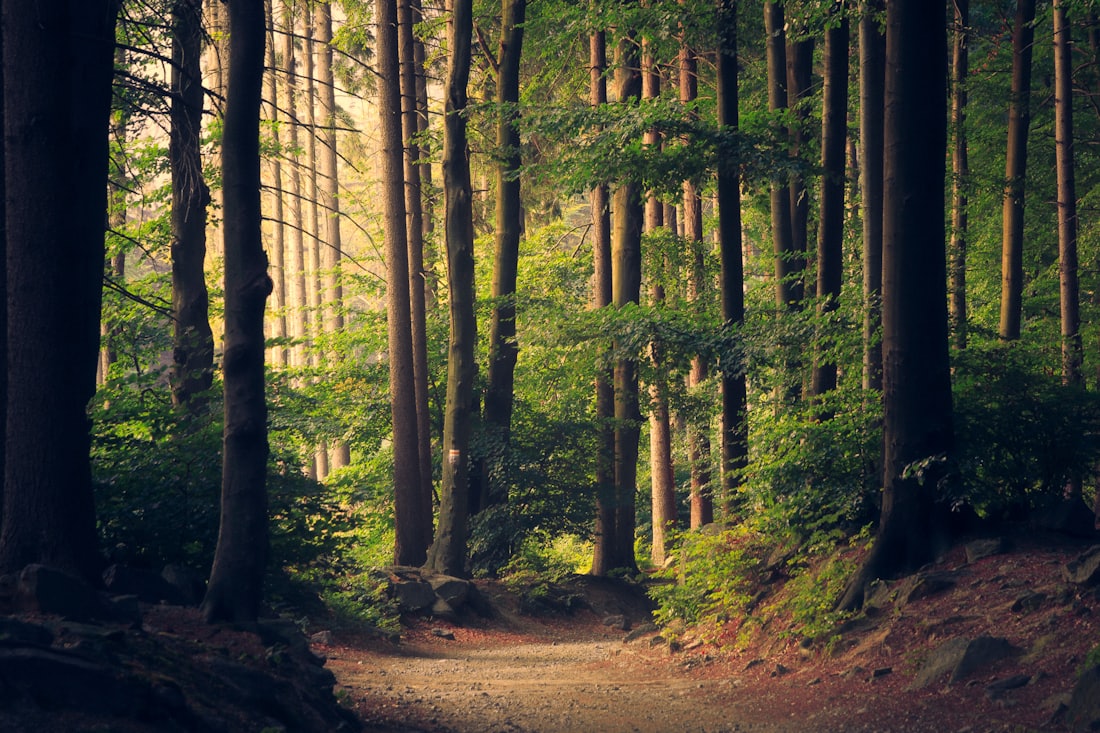 Sunlight through a green canopy